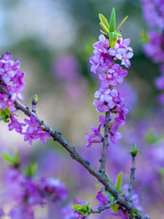 Blooming daphne mezereum . Beautiful mezereon blossoms in spring. Branch with purple flowers of...