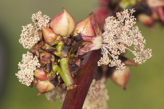 Ricinus communis the castor bean or oil plant very toxic with beautiful white and red flowers as well as fruits of intense red color