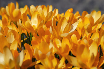 Obraz premium Yellow crocuses in the early spring at the cottage