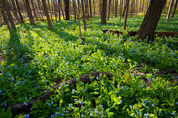 Late afternoon light filters through virginia bluebells blooming in the spring woods.