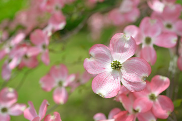 Fototapeta na wymiar Flowering Dogwood Pink Bracts and Flower Buds
