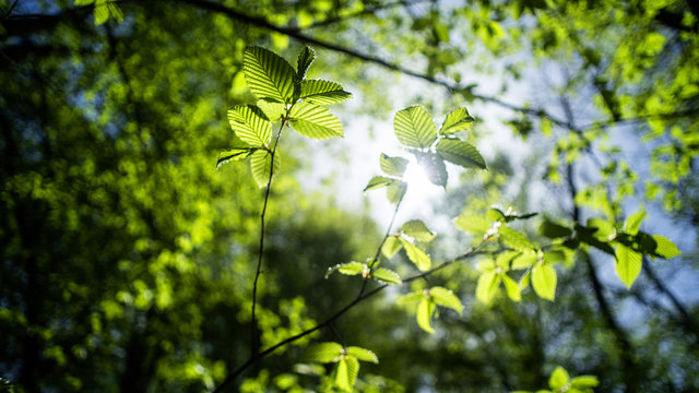 Sunny day in the deciduous forest. Branches of common hazel, illuminated by sunlight. Selective focus.