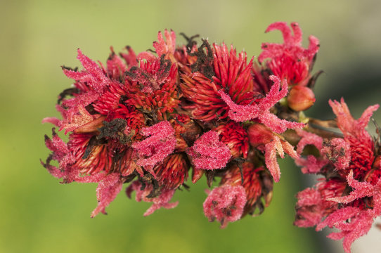 Ricinus communis the castor bean or oil plant very toxic with beautiful white and red flowers as well as fruits of intense red color