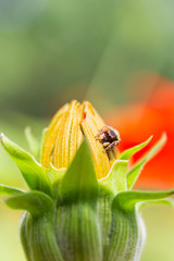 Macro spider wildlife beautiful color nature