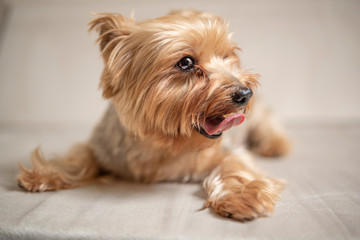 Yorkshire terrier portrait in the studio. Photographed close-up.