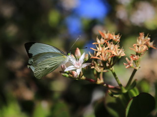 mariposa verde  en flores 