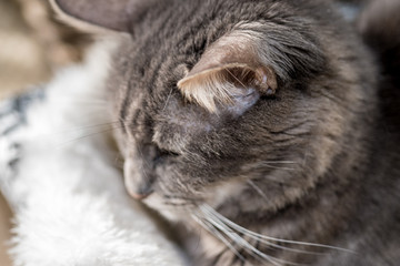 grey cat sleeping on white blanket