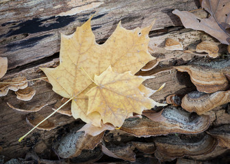 Fallen leaves collect in natural patters on the floor of the autumn forest.