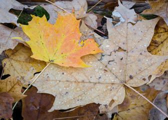 water drops on autumn leaves on a fallen log