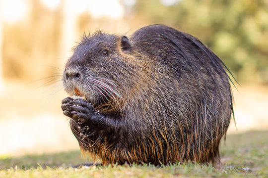 Nutria, Myocastor coypus or river rat the wild near the river