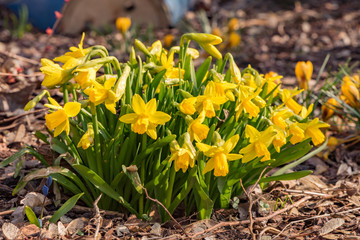 Obraz premium Daffodils flower in spring in the park