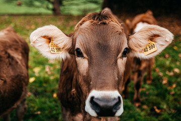 Kuh Portrait Cow Nummer im Ohr Bauernhof