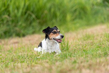 Naklejka na ściany i meble Cute little Jack Russell female 7 years old - dog lies on a green meadow