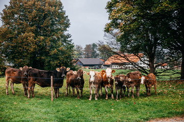 Naklejka na ściany i meble Kühe in einem Bauernhof im Allgäu am Weiden