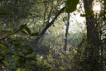 Entrada de luz en el bosque de Chipinque en la ciudad de Monterrey, México. 