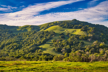 Fototapeta premium Country hillside in Northern California 