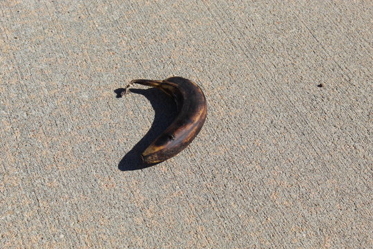 Ripe - Powered by Adobe