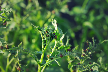 The larvae of Colorado beetle on potato leaves, the ten-striped spearman, the ten-lined potato beetle or the potato bug, is a major pest of potato crops