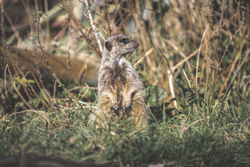 The Meerkat