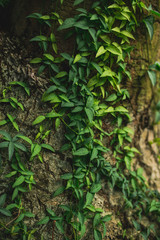 A tropical plant weaves through a tree. Tropical background frontal view. Background with space for text.