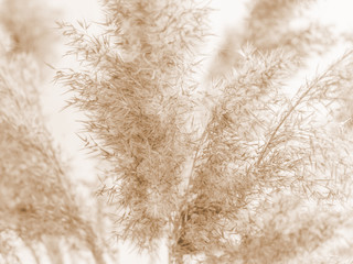 Fototapety  Dry beige reed on a white wall background. Beautiful nature trend decor. Minimalistic neutral concept. Closeup