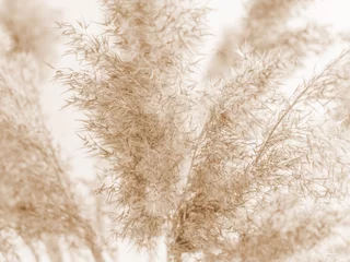 Fotobehang Dry beige reed on a white wall background. Beautiful nature trend decor. Minimalistic neutral concept. Closeup © antonbelo