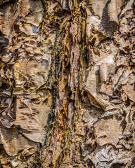 bark of a tree