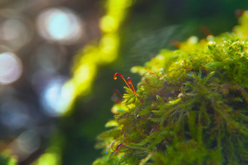 Spring, flowering moss spores, red breeding sticks on a green substrate, old rotten root in the forest, macro, closeup