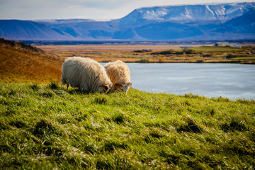 Icelandic sheep on the pasture