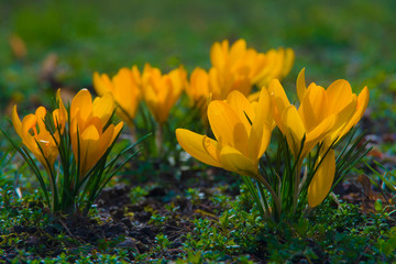 Spring yellow flowers; crocuses; growing wild in the grass, nature, vegetation, plants, closeup