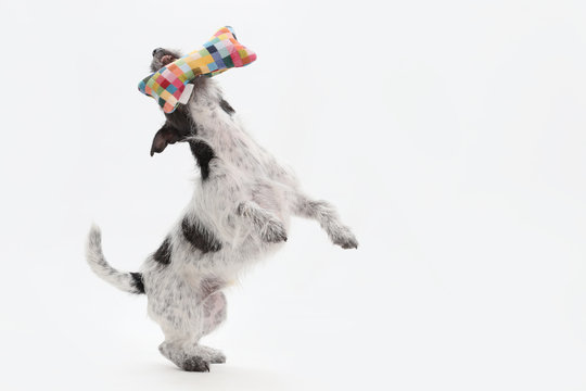 Jack Russell Terrier springt in die Luft und apportiert ein Spielzeug, Studiofoto vor weißem Hintergrund als Freisteller
