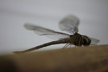 insecto libelula ojos