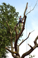 Arborist on tree top, rigging branches for removal. Professional tree-cutter.
