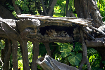fauna on the island of Bali. Indonesia - Leopard