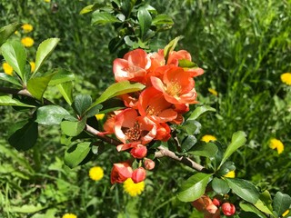 A branch with red flowers of Japanese quince on a background of green grass with yellow dandelions on a Sunny day. Mobile photo in natural daylight.