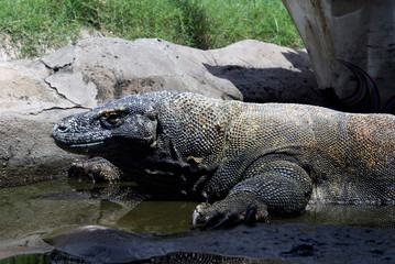 Komodo dragon on the islands of Indonesia