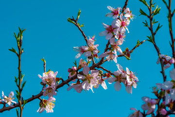 Spring blossom background. Beautiful nature scene with blooming tree and sun flare. Sunny day. Spring flowers. Abstract blurred background. Springtime