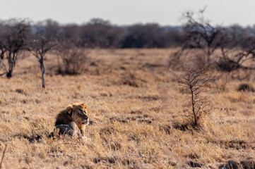 Impression of a Male Lion - Panthera leo- resting on the plains of Etosha national park, Namibia;...