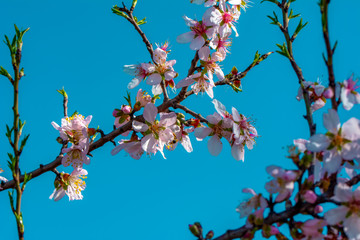 Spring blossom background. Beautiful nature scene with blooming tree and sun flare. Sunny day. Spring flowers. Abstract blurred background. Springtime