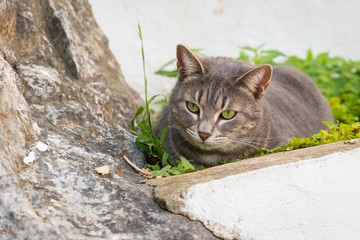 Gato sobre roca y plantas