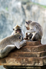 Fauna of the island of Bali - monkeys