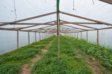 Vegetable greenhouses of nylon greenhouse plants