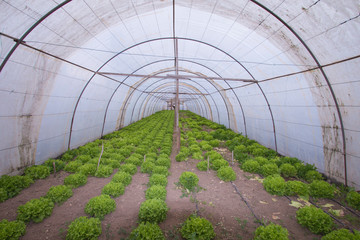 Vegetable greenhouses of nylon greenhouse plants
