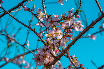Spring blossom background. Beautiful nature scene with blooming tree and sun flare. Sunny day. Spring flowers. Abstract blurred background. Springtime