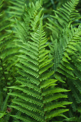 Green fronds 