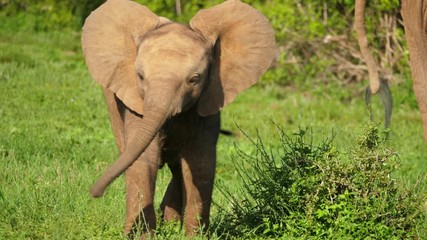 Adorable baby elephant runs toward camera with ears open, close up tracking left shot