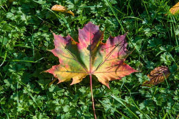 Beautifully coloured maple leaf laid on green grass on a sunny day