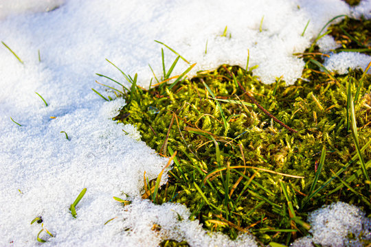 Spring dield