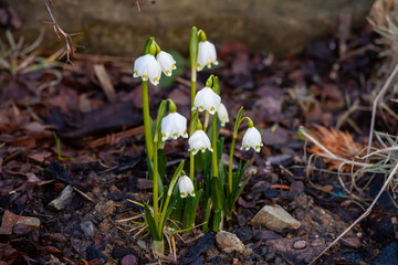The first spring flowers blooming in the garden