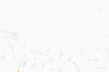 Daisy flower falling petals vector 